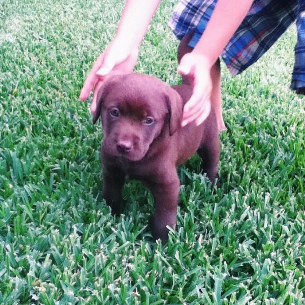 Meet your Posher, Hazel